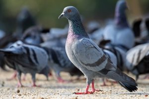 solar pv pigeon protection
